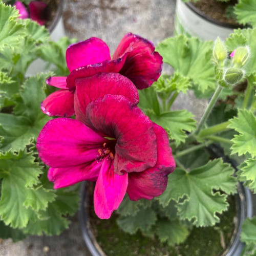 Pelargonium Candy Flower Mauve