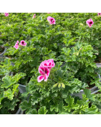 Pelargonium Angeleyes Bicolor Improved