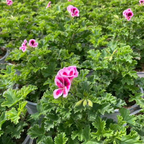 Pelargonium Angeleyes Bicolor Improved