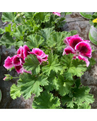 Pelargonium Angeleyes Bicolor Improved