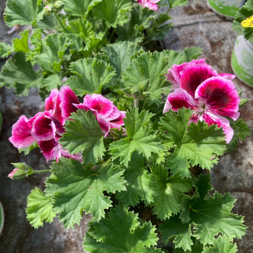 Pelargonium Angeleyes Bicolor Improved