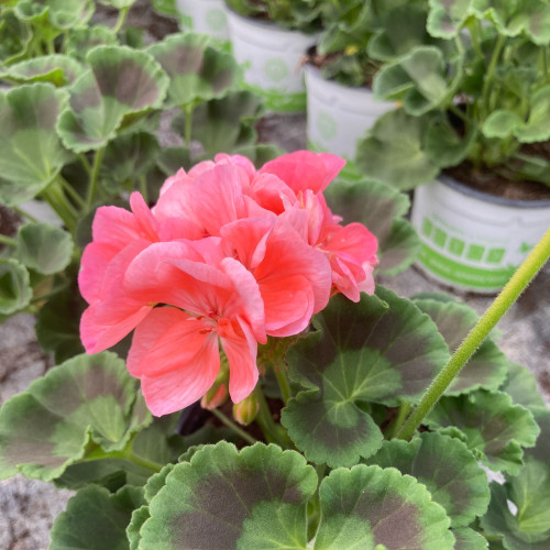 Geranium Zonal Gabella Rose