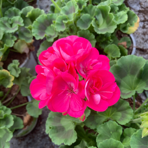 Geranium Zonal Toscana Tammo