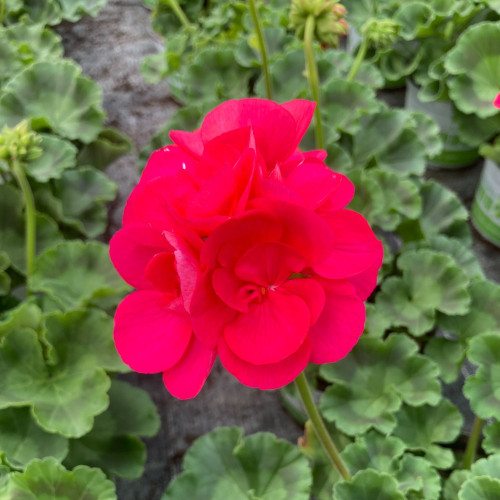 Geranium Zonal Victor