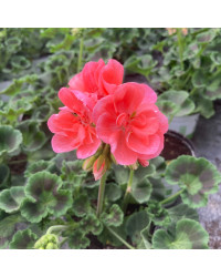 Geranium Zonal Gabella Rose