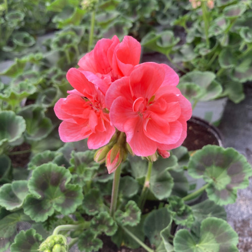 Geranium Zonal Gabella Rose