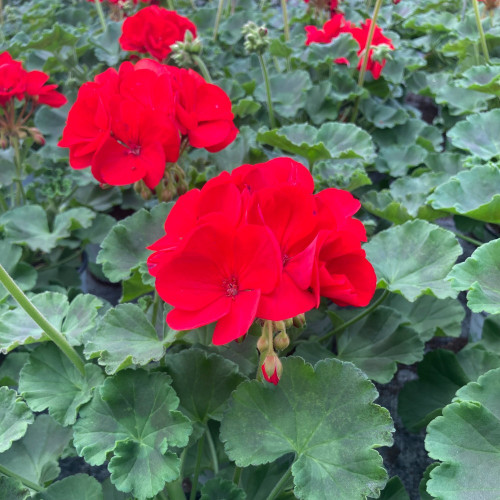 Geranium Zonal Sarita Dark Red