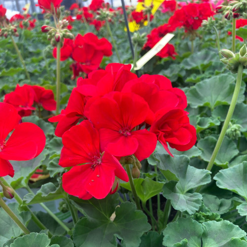 Geranium Zonal Sarita Dark Red