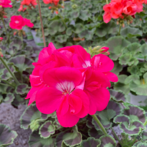 Geranium Zonal Toscana Hero