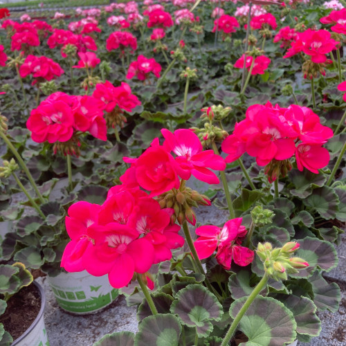 Geranium Zonal Toscana Hero