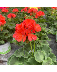 Geranium Zonal Gloria