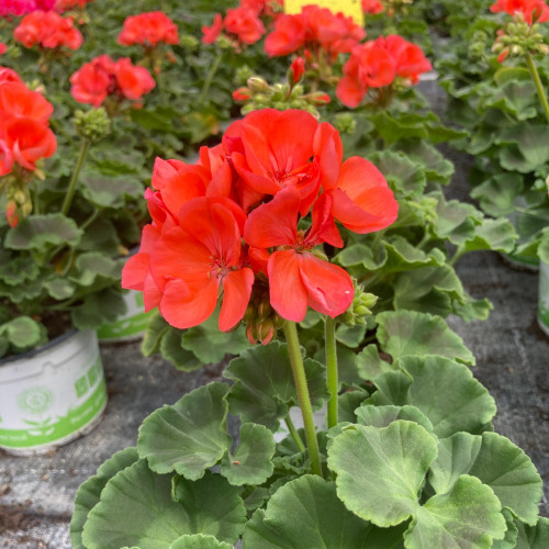 Geranium Zonal Gloria