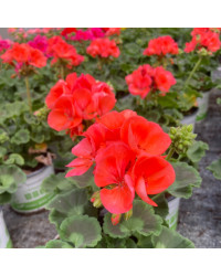 Geranium Zonal Gloria