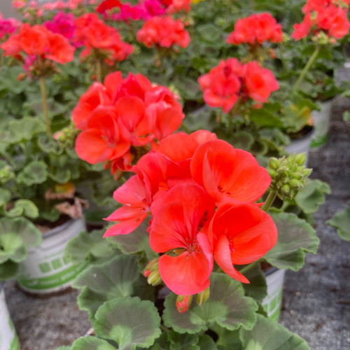 Geranium Zonal Gloria