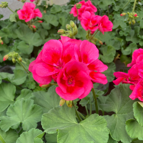 Geranium Zonal Americana Rose Mega Splash