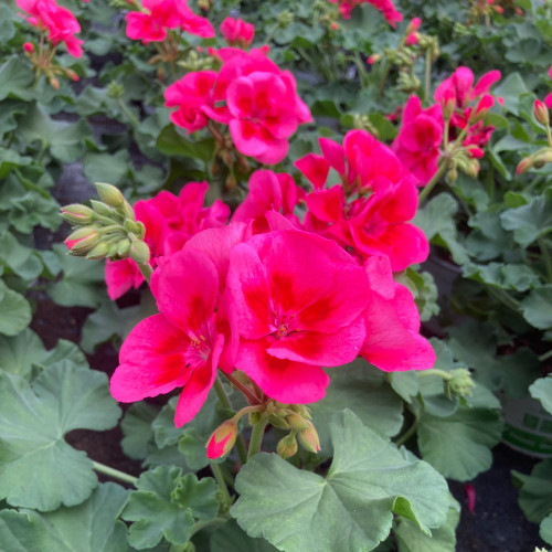 Geranium Zonal Americana Rose Mega Splash