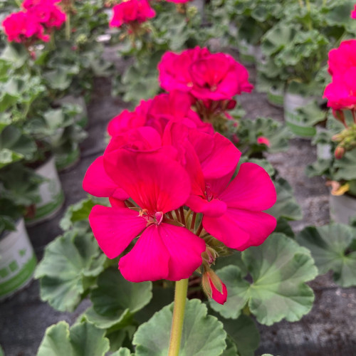 Geranium zonal Americana Violet