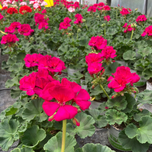 Geranium zonal Americana Violet