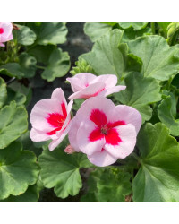 Geranium Zonal Americana White Splash