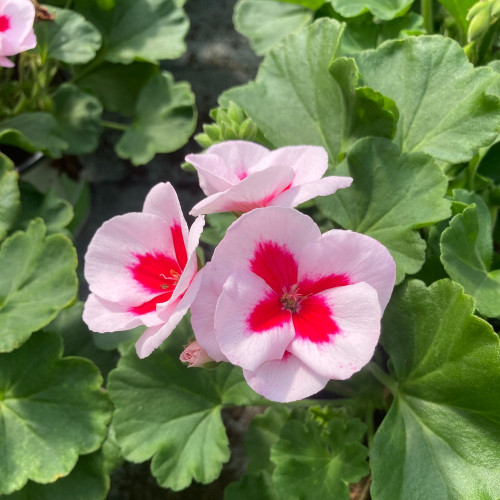 Geranium Zonal Americana White Splash