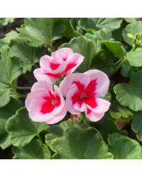 Geranium Zonal Americana White Splash