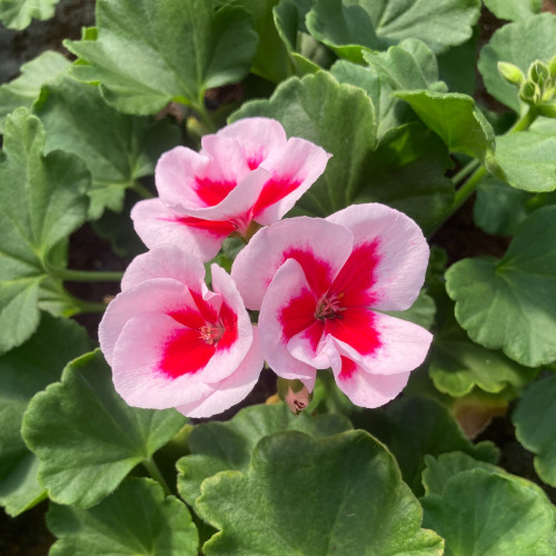 Geranium Zonal Americana White Splash