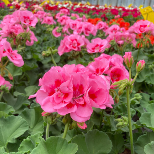 Geranium Zonal Toscana Tammo