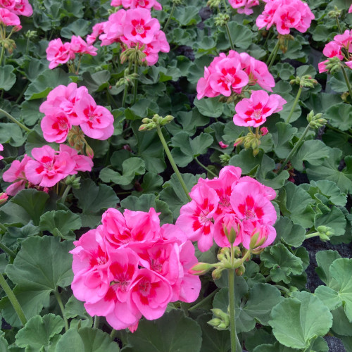 Geranium Zonal Toscana Tammo