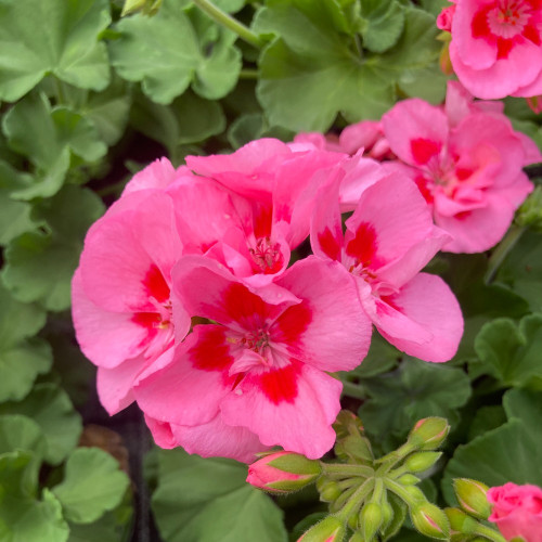 Geranium Zonal Toscana Tammo