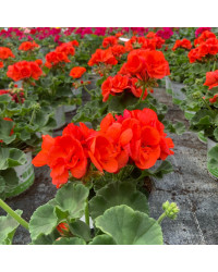 Geranium Zonal Gloria