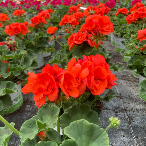 Geranium Zonal Gloria