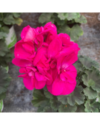 Geranium Zonal Calliope Candy