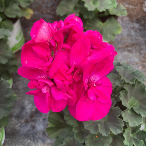Geranium Zonal Calliope Candy