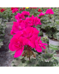 Geranium Zonal Calliope Candy