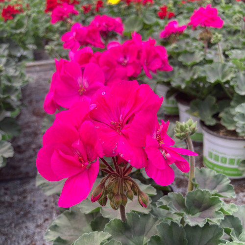 Geranium Zonal Calliope Candy