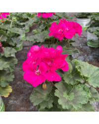 Geranium Zonal Calliope Candy