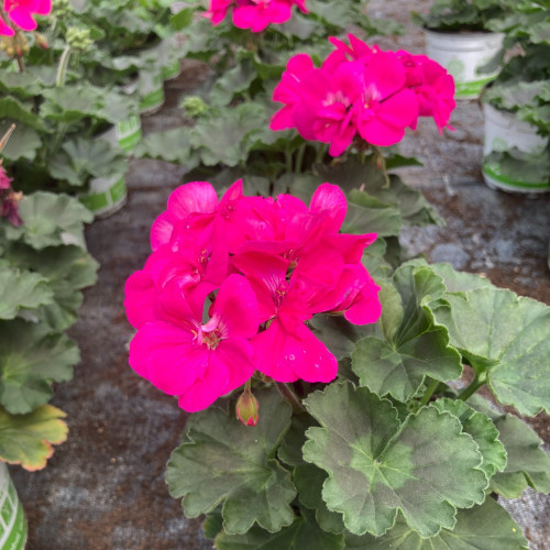 Geranium Zonal Calliope Candy