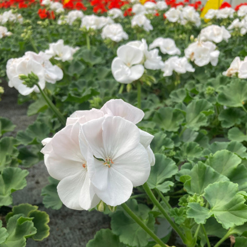 Geranium Zonal Classic White