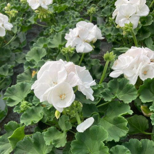 Geranium Zonal Classic White