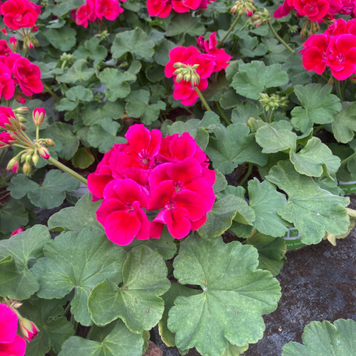 Geranium Zonal Flowerfairy Berry