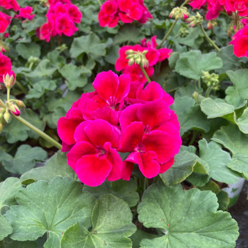 Geranium Zonal Flowerfairy Berry