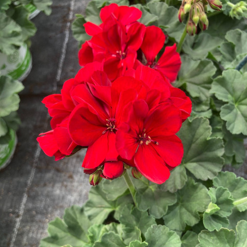 Geranium Zonal Sarita Dark Red