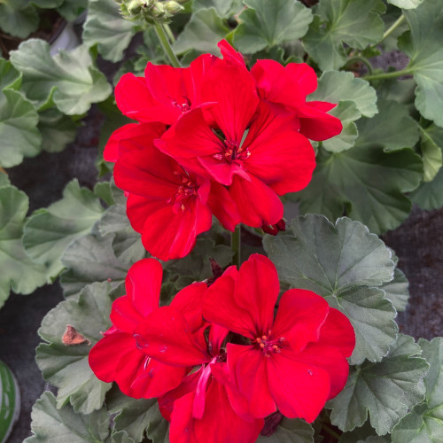 Geranium Zonal Sarita Dark Red