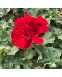 Geranium Zonal Calliope Medium Dark Red