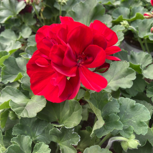 Geranium Zonal Calliope Medium Dark Red