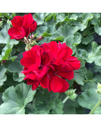 Geranium Zonal Calliope Medium Dark Red