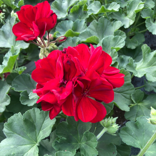 Geranium Zonal Calliope Medium Dark Red