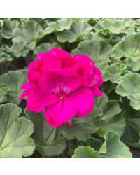 Geranium Zonal Calliope Candy