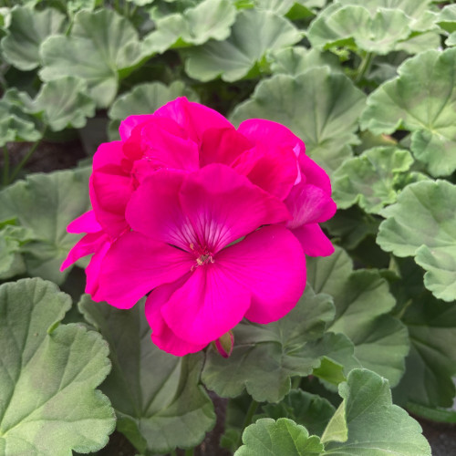 Geranium Zonal Calliope Candy