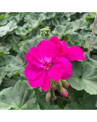 Geranium Zonal Calliope Candy